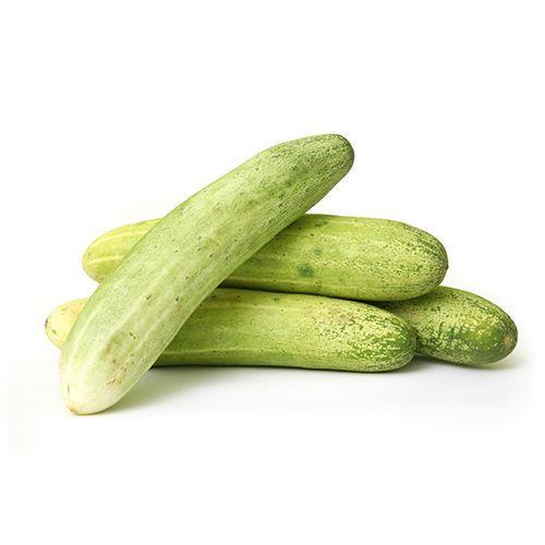 Cucumber